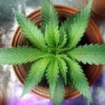 As cannabis-derived products continue to gain popularity across the United States, consumers are increasingly looking for brands that offer transparency, quality, convenience, and a personalized shopping experience. Mood has emerged as a notable player in this evolving market by providing federally legal THC products sourced from small American farms and designed to meet a variety of lifestyle needs. From relaxation and sleep support to creativity and focus, Mood offers a diverse product portfolio that caters to both experienced cannabis consumers and individuals exploring hemp-derived THC products for the first time. Through its emphasis on product variety, customer education, and accessible online shopping, Mood has positioned itself as a modern cannabis wellness brand focused on helping customers find products that align with their preferences and goals.