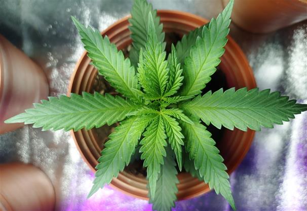 As cannabis-derived products continue to gain popularity across the United States, consumers are increasingly looking for brands that offer transparency, quality, convenience, and a personalized shopping experience. Mood has emerged as a notable player in this evolving market by providing federally legal THC products sourced from small American farms and designed to meet a variety of lifestyle needs. From relaxation and sleep support to creativity and focus, Mood offers a diverse product portfolio that caters to both experienced cannabis consumers and individuals exploring hemp-derived THC products for the first time. Through its emphasis on product variety, customer education, and accessible online shopping, Mood has positioned itself as a modern cannabis wellness brand focused on helping customers find products that align with their preferences and goals.