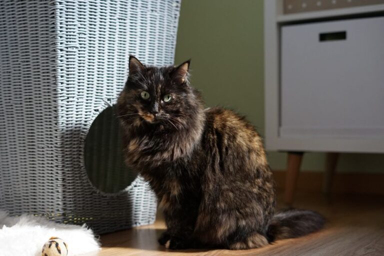 Black fluffy cat sitting indoors next to a wicker basket and white furniture